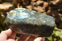 Polished Labradorite Standing Free Forms With Intense Blue & Gold Flash x 2 From Sakoany, Madagascar - TopRock