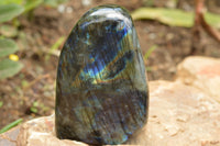 Polished Labradorite Standing Free Forms With Intense Blue & Gold Flash x 2 From Tulear, Madagascar - TopRock