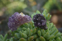 Natural Small Dark Amethyst Crystal Plates  x 70 From Mapatizya, Zambia - Toprock Gemstones and Minerals 