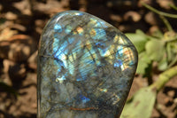 Polished Labradorite Standing Free Forms With Intense Blue & Gold Flash x 2 From Sakoany, Madagascar - TopRock