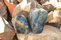 Polished Labradorite Standing Free Forms With Intense Blue & Gold Flash x 2 From Sakoany, Madagascar - TopRock