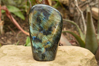 Polished Labradorite Standing Free Forms With Intense Blue & Gold Flash x 2 From Tulear, Madagascar - TopRock