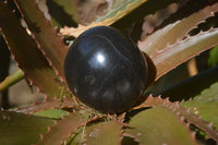 Polished Black Basalt Palm Stones x 12 From Madagascar