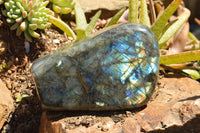 Polished Labradorite Standing Free Forms With Intense Blue & Gold Flash x 2 From Sakoany, Madagascar - TopRock