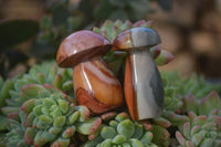 Polished Small Polychrome Jasper Mushrooms  x 37 From Madagascar