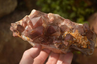 Natural Red Hematoid Phantom Quartz Specimens x 2 From Karoi, Zimbabwe