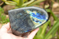 Polished Labradorite Standing Free Forms With Intense Blue & Gold Flash x 2 From Tulear, Madagascar - TopRock