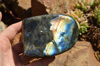 Polished Labradorite Standing Free Forms With Intense Blue & Gold Flash x 2 From Sakoany, Madagascar - TopRock