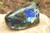 Polished Labradorite Standing Free Forms With Intense Blue & Gold Flash x 2 From Tulear, Madagascar - TopRock