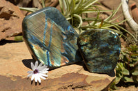 Polished Labradorite Standing Free Forms With Intense Blue & Gold Flash x 2 From Sakoany, Madagascar - TopRock