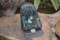 Polished Labradorite Standing Free Form With Blue & Gold Flash  x 1 From Tulear, Madagascar - Toprock Gemstones and Minerals 