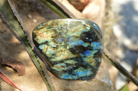 Polished Labradorite Standing Free Forms With Intense Blue & Gold Flash x 2 From Sakoany, Madagascar - TopRock