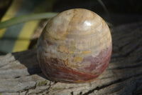 Polished Red Podocarpus Petrified Wood Standing Free Forms x 3 From Mahajanga, Madagascar