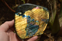 Polished Labradorite Standing Free Forms With Intense Blue & Gold Flash x 2 From Tulear, Madagascar - TopRock