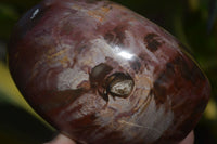 Polished Red Podocarpus Petrified Wood Standing Free Forms x 3 From Mahajanga, Madagascar