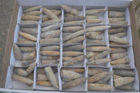 Natural Belemnite Fossil "Bullets" x 80 From Madagascar - Toprock Gemstones and Minerals 