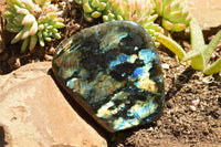 Polished Labradorite Standing Free Forms With Intense Blue & Gold Flash x 2 From Sakoany, Madagascar - TopRock