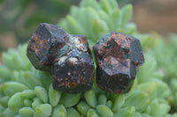 Natural Red Pyrope Garnet Crystals  x 55 From Zimbabwe - Toprock Gemstones and Minerals 