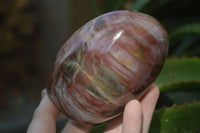 Polished Red Podocarpus Petrified Wood Standing Free Forms x 3 From Mahajanga, Madagascar