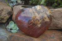 Polished Large Petrified Red Podocarpus Wood Heart  x 1 From Madagascar - Toprock Gemstones and Minerals 