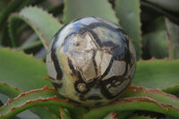 Polished Lazulite & Septaria Spheres  x 2 From Madagascar