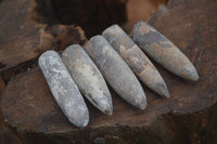 Natural Belemnite Fossil "Bullets" x 80 From Madagascar - Toprock Gemstones and Minerals 