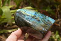 Polished Labradorite Standing Free Forms With Intense Blue & Gold Flash x 2 From Tulear, Madagascar - TopRock