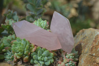 Polished Double Terminated Rose Quartz Points x 6 From Madagascar