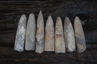 Natural Belemnite Fossil "Bullets" x 80 From Madagascar - Toprock Gemstones and Minerals 