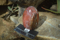 Polished Red Podocarpus Petrified Wood Standing Free Forms x 3 From Mahajanga, Madagascar