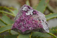 Natural Salrose Cobaltion Dolomite Specimens  x 12 From Kakanda, Congo - TopRock