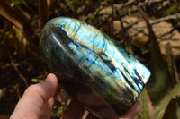 Polished Labradorite Standing Free Forms With Intense Blue & Gold Flash x 2 From Tulear, Madagascar - TopRock