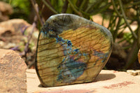 Polished Labradorite Standing Free Forms With Intense Blue & Gold Flash x 2 From Tulear, Madagascar - TopRock