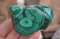 Polished Flower Banded Malachite Free Forms  x 6 From Congo - Toprock Gemstones and Minerals 