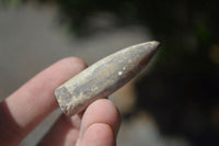 Natural Belemnite Fossil "Bullets" x 80 From Madagascar - Toprock Gemstones and Minerals 