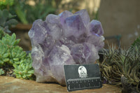 Natural Jacaranda Amethyst Clusters  x 1 From Zambia - Toprock Gemstones and Minerals 