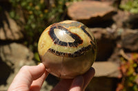 Polished Septarian (Calcite & Aragonite) Spheres  x 3 From Mahajanga, Madagascar - TopRock