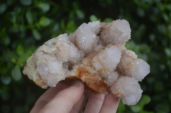 Natural Spirit Amethyst / Ametrine Quartz Clusters  x 2 From Boekenhouthoek, South Africa - Toprock Gemstones and Minerals 