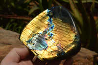 Polished Labradorite Standing Free Forms With Intense Blue & Gold Flash x 2 From Tulear, Madagascar - TopRock