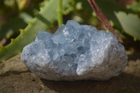 Natural Blue Celestite Crystal Specimens  x 6 From Madagascar