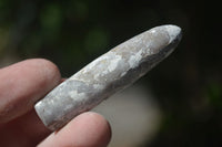 Natural Belemnite Fossil "Bullets" x 80 From Madagascar - Toprock Gemstones and Minerals 