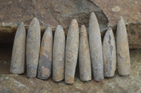 Natural Belemnite Fossil "Bullets" x 80 From Madagascar - Toprock Gemstones and Minerals 