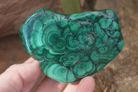 Polished Flower Banded Malachite Free Forms  x 6 From Congo - Toprock Gemstones and Minerals 