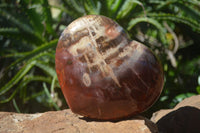 Polished Large Petrified Red Podocarpus Wood Heart  x 1 From Madagascar - Toprock Gemstones and Minerals 