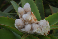 Natural Spirit Amethyst / Ametrine Quartz Clusters  x 2 From Boekenhouthoek, South Africa - Toprock Gemstones and Minerals 