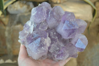 Natural Jacaranda Amethyst Clusters  x 1 From Zambia - Toprock Gemstones and Minerals 