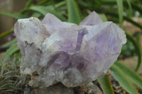 Natural Jacaranda Amethyst Cluster x 1 From Mumbwa, Zambia - TopRock