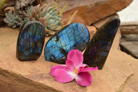 Polished Labradorite Standing Free Forms With Intense Blue & Gold Flash x 3 From Tulear, Madagascar - TopRock