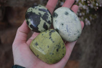 Polished Spotted Leopard Stone Free Forms  x 12 From Zimbabwe