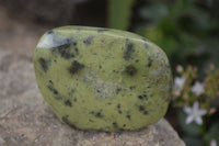 Polished Spotted Leopard Stone Free Forms  x 12 From Zimbabwe